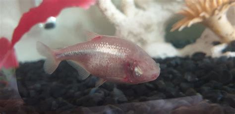 blind cave fish|Blind Cave Tetra: Care Guide, Breeding, Tank Size & Disease.